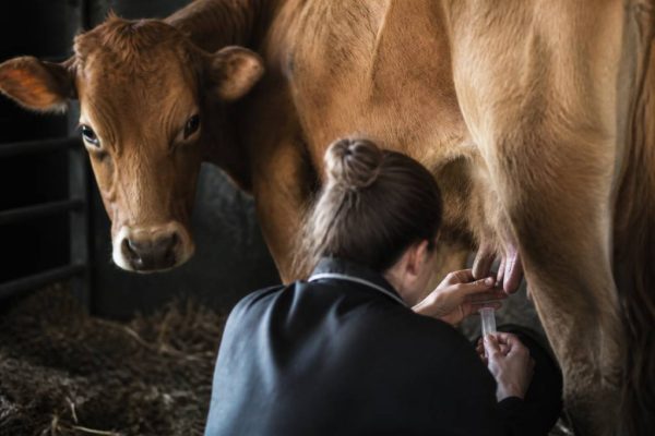 Colostrum avant accouchement : bienfaits, conseils et précautions pour le recueillir
