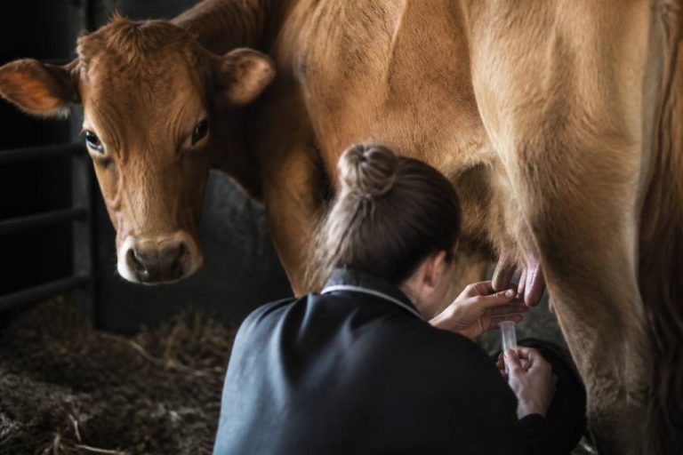 Colostrum avant accouchement : bienfaits, conseils et précautions pour le recueillir
